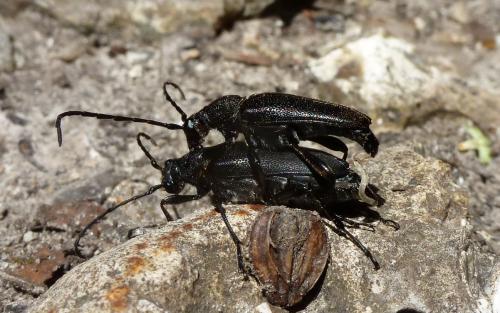 Réf. 185 103 : Stictoleptura scutellata